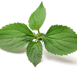 Patchouli