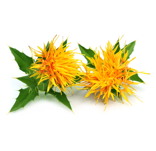Safflower Oil